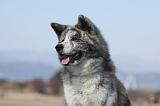 AKITA INU 220